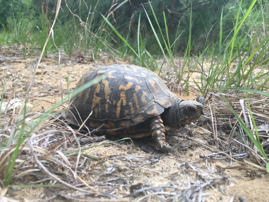 boxturtle