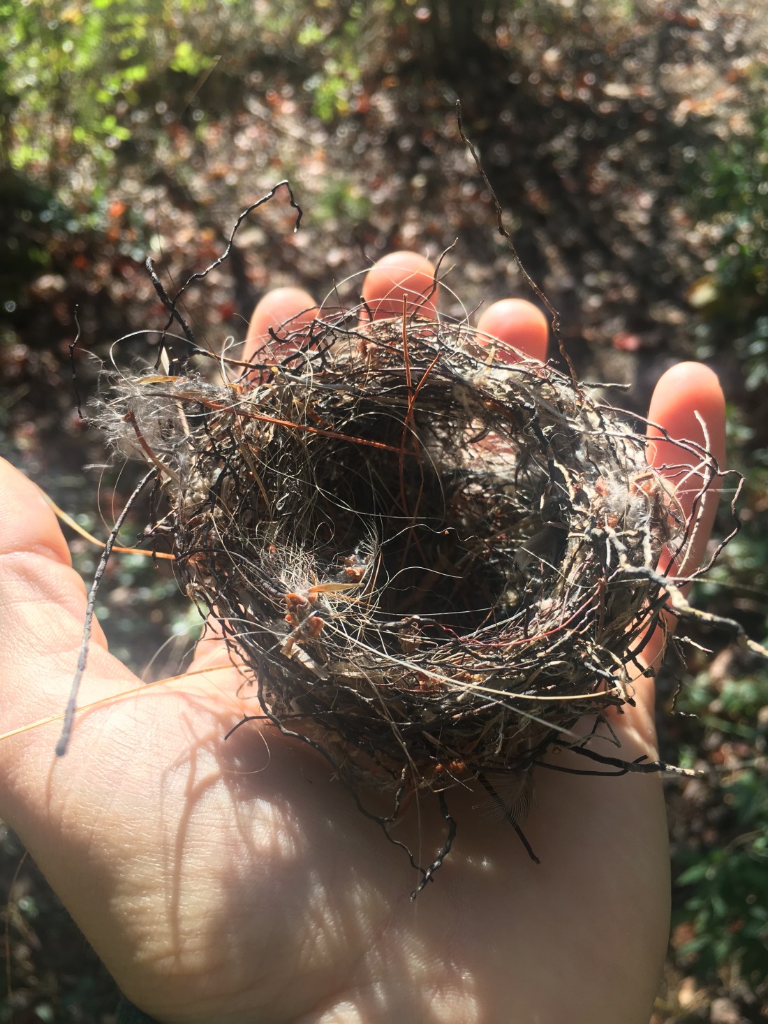 nest